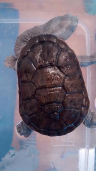 Klicke auf die Grafik fr eine vergrerte Ansicht

Name: carapace.jpg
Ansichten: 43
Gre: 21,4 KB
ID: 1220726