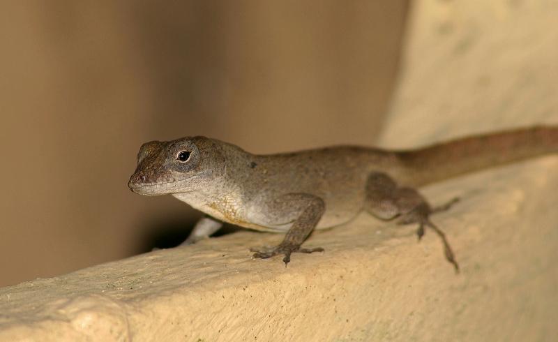 Klicke auf die Grafik fr eine vergrerte Ansicht

Name: Anolis cuba04 (4)was60.jpg
Ansichten: 132
Gre: 29,0 KB
ID: 1221949