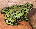 Klicke auf die Grafik fr eine vergrerte Ansicht

Name: Bombina orientalis Orient.Rotbauchunke sig.jpg
Ansichten: 287
Gre: 123,6 KB
ID: 1221370