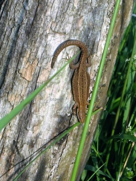 Klicke auf die Grafik fr eine vergrerte Ansicht

Name: Zootoca vivipara Waldeidechse 070615 A_bach (1) - Kopie.JPG
Ansichten: 531
Gre: 61,9 KB
ID: 1223373