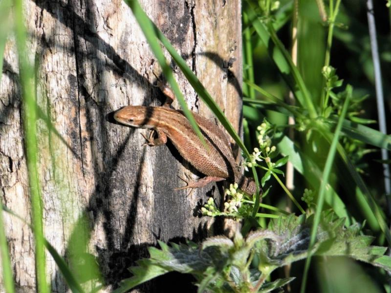 Klicke auf die Grafik fr eine vergrerte Ansicht

Name: Zootoca vivipara Waldeidechse 040615 A_bach (4) - Kopie.JPG
Ansichten: 547
Gre: 93,5 KB
ID: 1223374