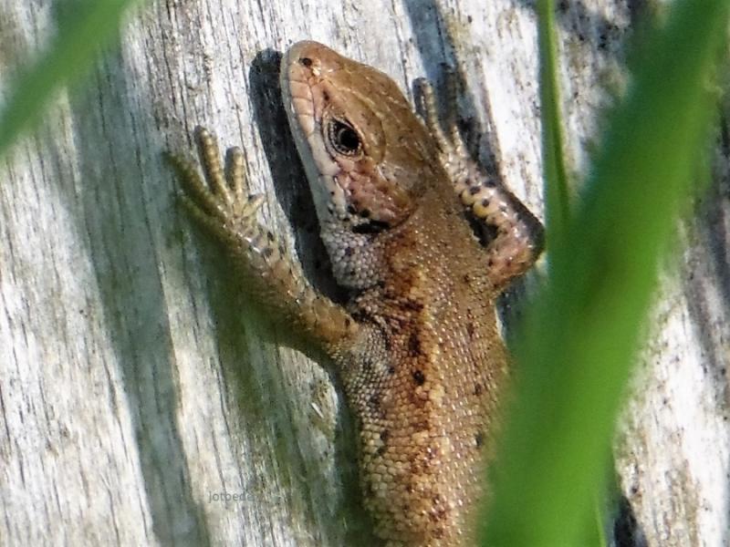 Klicke auf die Grafik fr eine vergrerte Ansicht

Name: Zootoca vivipara Waldeidechse 120615 A_bach - Kopie.JPG
Ansichten: 553
Gre: 78,7 KB
ID: 1223375