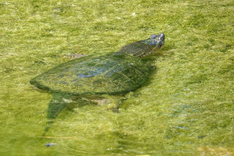 Klicke auf die Grafik für eine vergrößerte Ansicht  Name: 20728663_1612229765516293_4576095886128181896_o.jpg?oh=2440d3d8405baa0f52db76564f7a145c&amp;oe=5A30507C.jpg Ansichten: 1 Größe: 95,0 KB ID: 1223378