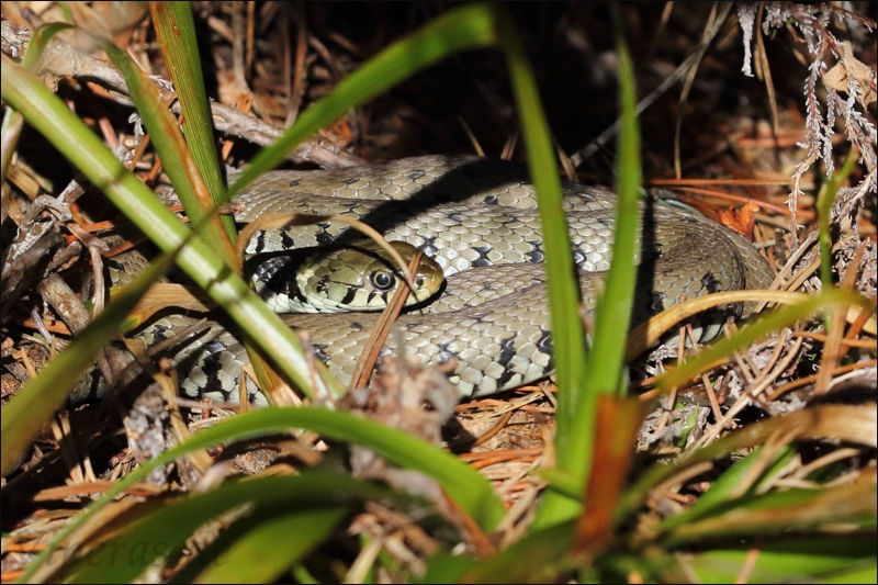 Klicke auf die Grafik fr eine vergrerte Ansicht

Name: gpeby9js.jpg
Ansichten: 381
Gre: 384,2 KB
ID: 1223404