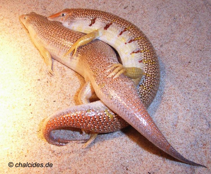 Klicke auf die Grafik fr eine vergrerte Ansicht

Name: Scincus mitranus.jpg
Ansichten: 277
Gre: 103,4 KB
ID: 1221424