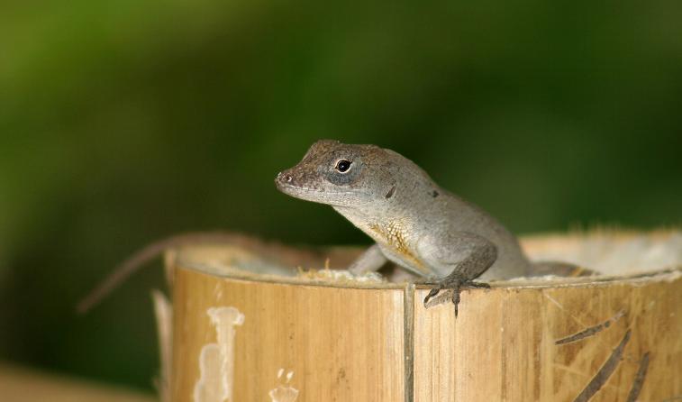 Klicke auf die Grafik fr eine vergrerte Ansicht

Name: Anolis cuba04 (1)was60.jpg
Ansichten: 153
Gre: 24,9 KB
ID: 1221948