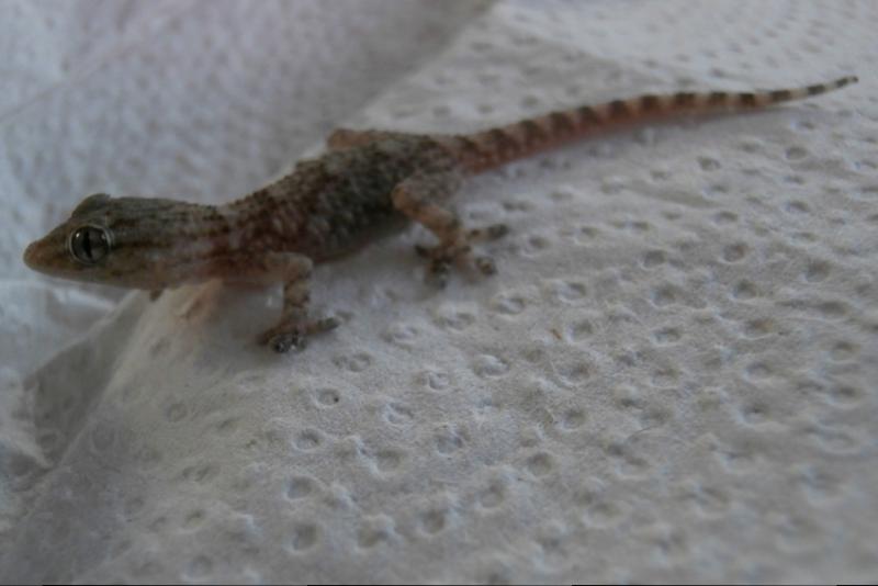 Klicke auf die Grafik fr eine vergrerte Ansicht

Name: Gecko2.jpg
Ansichten: 112
Gre: 37,6 KB
ID: 1223736