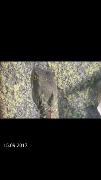 Klicke auf die Grafik f�r eine vergr��erte Ansicht

Name: Screenshot_2017-09-15-14-57-41.png
Ansichten: 93
Gr��e: 20,3 KB
ID: 1223764