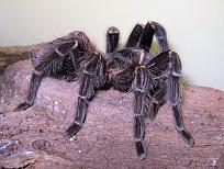 Klicke auf die Grafik fr eine vergrerte Ansicht

Name: Lasiodora parahybana Bras.R.-Vogelsp. 110715 JD.JPG
Ansichten: 288
Gre: 81,1 KB
ID: 1221394