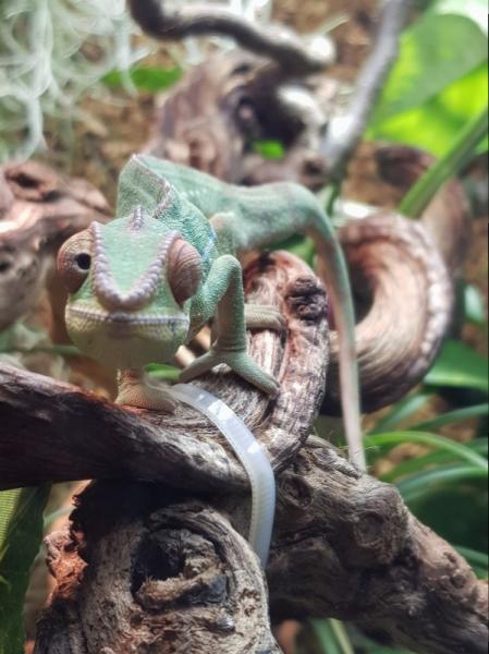 Klicke auf die Grafik f�r eine vergr��erte Ansicht

Name: B_20180212_202309.jpg
Ansichten: 66
Gr��e: 43,3 KB
ID: 1225498