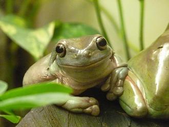 Klicke auf die Grafik fr eine vergrerte Ansicht

Name: finger-coral-tree-frog-8341_960_720.jpg
Ansichten: 1056
Gre: 52,2 KB
ID: 1227729