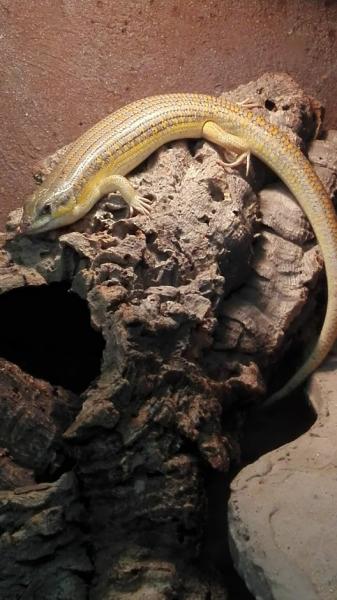 Klicke auf die Grafik f�r eine vergr��erte Ansicht

Name: IMG_20181113_064356.jpg
Ansichten: 202
Gr��e: 39,8 KB
ID: 1228155