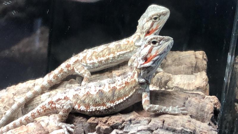 Klicke auf die Grafik fr eine vergrerte Ansicht

Name: WhatsApp Image 2019-02-25 at 09.32.51.jpeg
Ansichten: 169
Gre: 61,4 KB
ID: 1228762