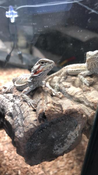 Klicke auf die Grafik fr eine vergrerte Ansicht

Name: WhatsApp Image 2019-02-25 at 09.32.16.jpeg
Ansichten: 186
Gre: 34,0 KB
ID: 1228763