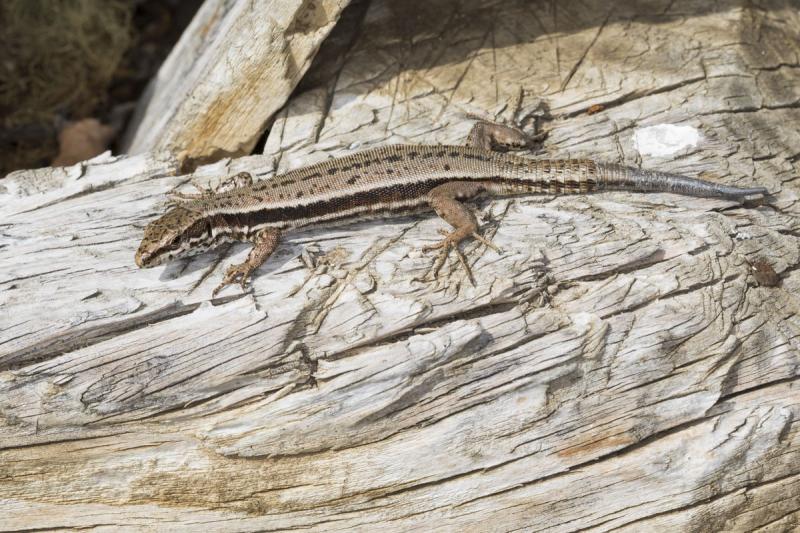 Klicke auf die Grafik für eine vergrößerte Ansicht  Name: Eidechse-Kaernten_FH1904180009.jpg Ansichten: 1 Größe: 100,2 KB ID: 1229214