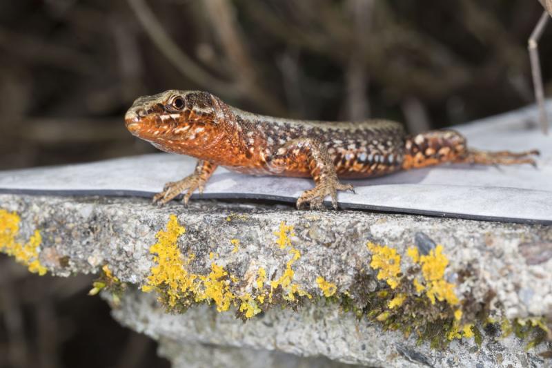 Klicke auf die Grafik für eine vergrößerte Ansicht  Name: Eidechse-Kaernten_FH1904180004.jpg Ansichten: 1 Größe: 62,8 KB ID: 1229215