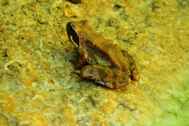 Klicke auf die Grafik fr eine vergrerte Ansicht

Name: Griechischer Frosch eventuell_02.JPG
Ansichten: 319
Gre: 86,8 KB
ID: 1229886