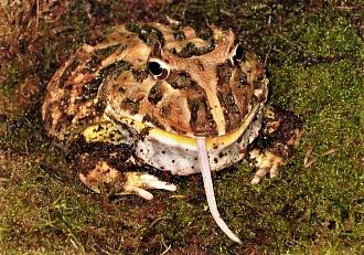 Klicke auf die Grafik fr eine vergrerte Ansicht

Name: Ceratophrys cranwelliM JD (1).jpg
Ansichten: 349
Gre: 125,3 KB
ID: 1231257