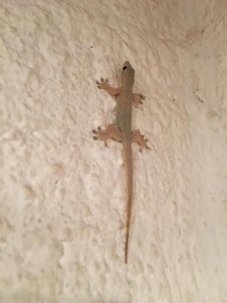 Klicke auf die Grafik fr eine vergrerte Ansicht

Name: Gecko, Hans Rsch.jpg
Ansichten: 335
Gre: 24,8 KB
ID: 1231303
