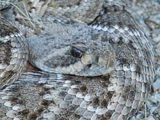 Klicke auf die Grafik f�r eine vergr��erte Ansicht

Name: P9070338.JPG
Ansichten: 439
Gr��e: 97,7 KB
ID: 1231834