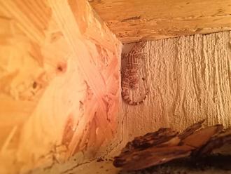 Klicke auf die Grafik f�r eine vergr��erte Ansicht

Name: gecko.jpg
Ansichten: 594
Gr��e: 52,3 KB
ID: 1232421