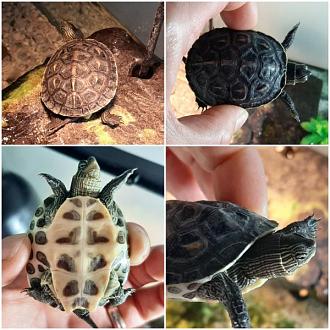 Klicke auf die Grafik fr eine vergrerte Ansicht

Name: 20200903_163735.jpg
Ansichten: 402
Gre: 69,6 KB
ID: 1232572