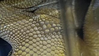 Klicke auf die Grafik f�r eine vergr��erte Ansicht

Name: C14B94DD-ABBB-4257-8BAB-E361262B1737.jpeg
Ansichten: 376
Gr��e: 45,4 KB
ID: 1233332