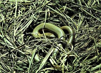 Klicke auf die Grafik fr eine vergrerte Ansicht

Name: Anguis fragilis Blindschleiche A_bach (3).jpg
Ansichten: 358
Gre: 178,8 KB
ID: 1235512