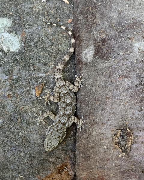 Klicke auf die Grafik fr eine vergrerte Ansicht

Name: Gecko.jpg
Ansichten: 253
Gre: 86,8 KB
ID: 1237630