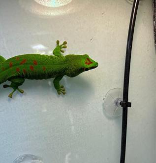 Klicke auf die Grafik für eine vergrößerte Ansicht  Name: WhatsApp Image 2023-12-30 at 16.39.22 (1).jpeg Ansichten: 0 Größe: 34,0 KB ID: 1241513