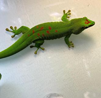 Klicke auf die Grafik für eine vergrößerte Ansicht  Name: WhatsApp Image 2023-12-30 at 16.39.21 (1).jpeg Ansichten: 0 Größe: 39,5 KB ID: 1241514