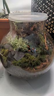 Klicke auf die Grafik fr eine vergrerte Ansicht

Name: Moos Terrarium.jpg
Ansichten: 276
Gre: 29,5 KB
ID: 1241924