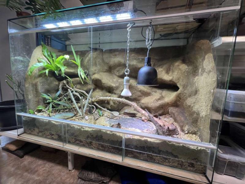Klicke auf die Grafik fr eine vergrerte Ansicht

Name: Terrarium.jpeg
Ansichten: 147
Gre: 85,3 KB
ID: 1244920