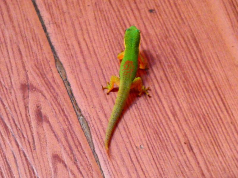 Klicke auf die Grafik fr eine vergrerte Ansicht

Name: P1010757-1.JPG
Ansichten: 135
Gre: 68,2 KB
ID: 1245777