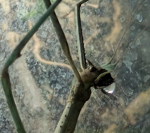 Annam Stabschrecke sondert Wassertropfen ab