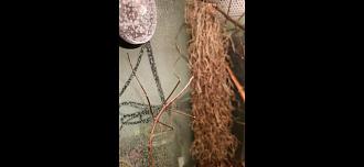 Klicke auf die Grafik fr eine vergrerte Ansicht

Name: Screenshot_20251011_200816_Gallery.jpg
Ansichten: 88
Gre: 23,4 KB
ID: 1246227