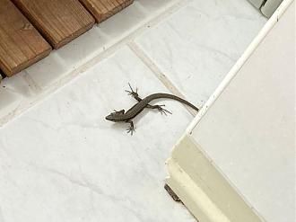 Klicke auf die Grafik fr eine vergrerte Ansicht

Name: IMG_5632a.jpg
Ansichten: 147
Gre: 38,4 KB
ID: 1246387