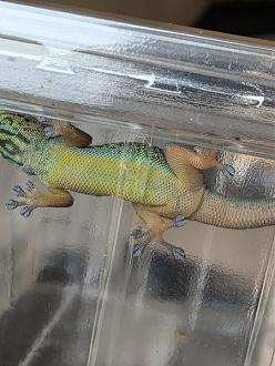 Klicke auf die Grafik für eine vergrößerte Ansicht  Name: IMG-20260201-WA0012.jpg Ansichten: 0 Größe: 48,3 KB ID: 1247103