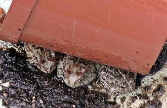 Klicke auf die Grafik f�r eine vergr��erte Ansicht

Name: IMG_0229.JPG
Ansichten: 145
Gr��e: 70,7 KB
ID: 1247212