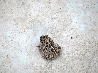 Klicke auf die Grafik f�r eine vergr��erte Ansicht

Name: IMG_0775.JPG
Ansichten: 149
Gr��e: 72,7 KB
ID: 1247219