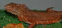 Klicke auf die Grafik fr eine vergrerte Ansicht

Name: IGUANA.JPG
Ansichten: 598
Gre: 30,1 KB
ID: 1136016