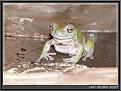 Klicke auf die Grafik fr eine vergrerte Ansicht

Name: www.froschfreunde.info_Litoria-caerulea_901.jpg
Ansichten: 501
Gre: 69,6 KB
ID: 1136297