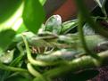 Klicke auf die Grafik fr eine vergrerte Ansicht

Name: Anolis 002 (Medium).jpg
Ansichten: 297
Gre: 53,1 KB
ID: 1136334