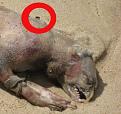 Klicke auf die Grafik fr eine vergrerte Ansicht

Name: montauk_monster_HIRES_2.jpg
Ansichten: 694
Gre: 79,5 KB
ID: 1137639