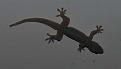 Klicke auf die Grafik fr eine vergrerte Ansicht

Name: Gecko Bali 2.jpg
Ansichten: 524
Gre: 19,6 KB
ID: 1137740