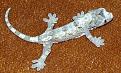 Klicke auf die Grafik fr eine vergrerte Ansicht

Name: Gecko_1.jpg
Ansichten: 317
Gre: 128,8 KB
ID: 1137919