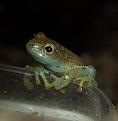 Klicke auf die Grafik fr eine vergrerte Ansicht

Name: Frosch.jpg
Ansichten: 458
Gre: 59,7 KB
ID: 1140273
