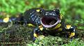 Klicke auf die Grafik fr eine vergrerte Ansicht

Name: Feuersalamander.jpg
Ansichten: 491
Gre: 96,2 KB
ID: 1141361