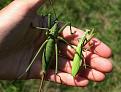 Klicke auf die Grafik fr eine vergrerte Ansicht

Name: Saga und Mantis aus Entomologieforum.jpg
Ansichten: 288
Gre: 74,0 KB
ID: 1144881