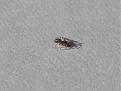 Klicke auf die Grafik fr eine vergrerte Ansicht

Name: spinne 003.jpg
Ansichten: 199
Gre: 28,6 KB
ID: 1148604